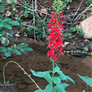 Scarlet Lobelia